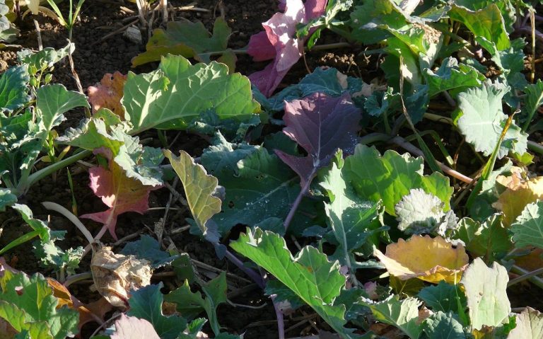 Biodynamische Präparate per Drohne