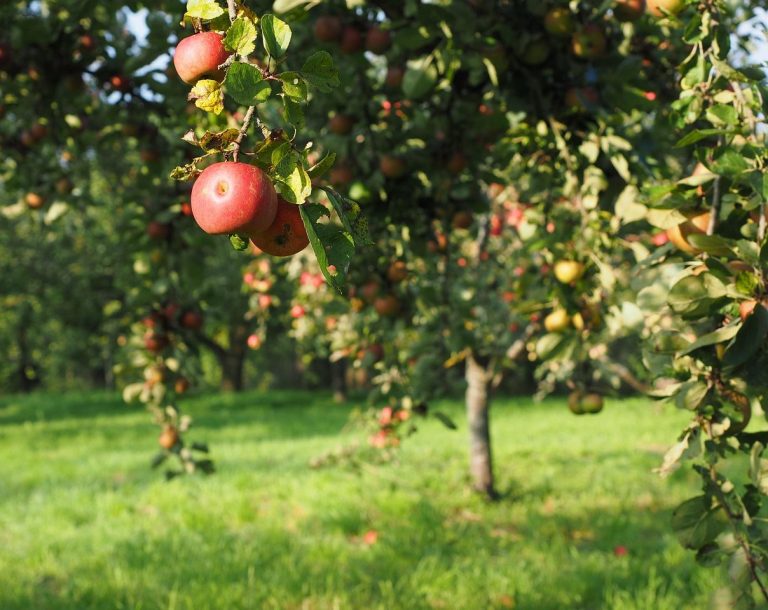 Präzisions-Obstbau mit Drohne