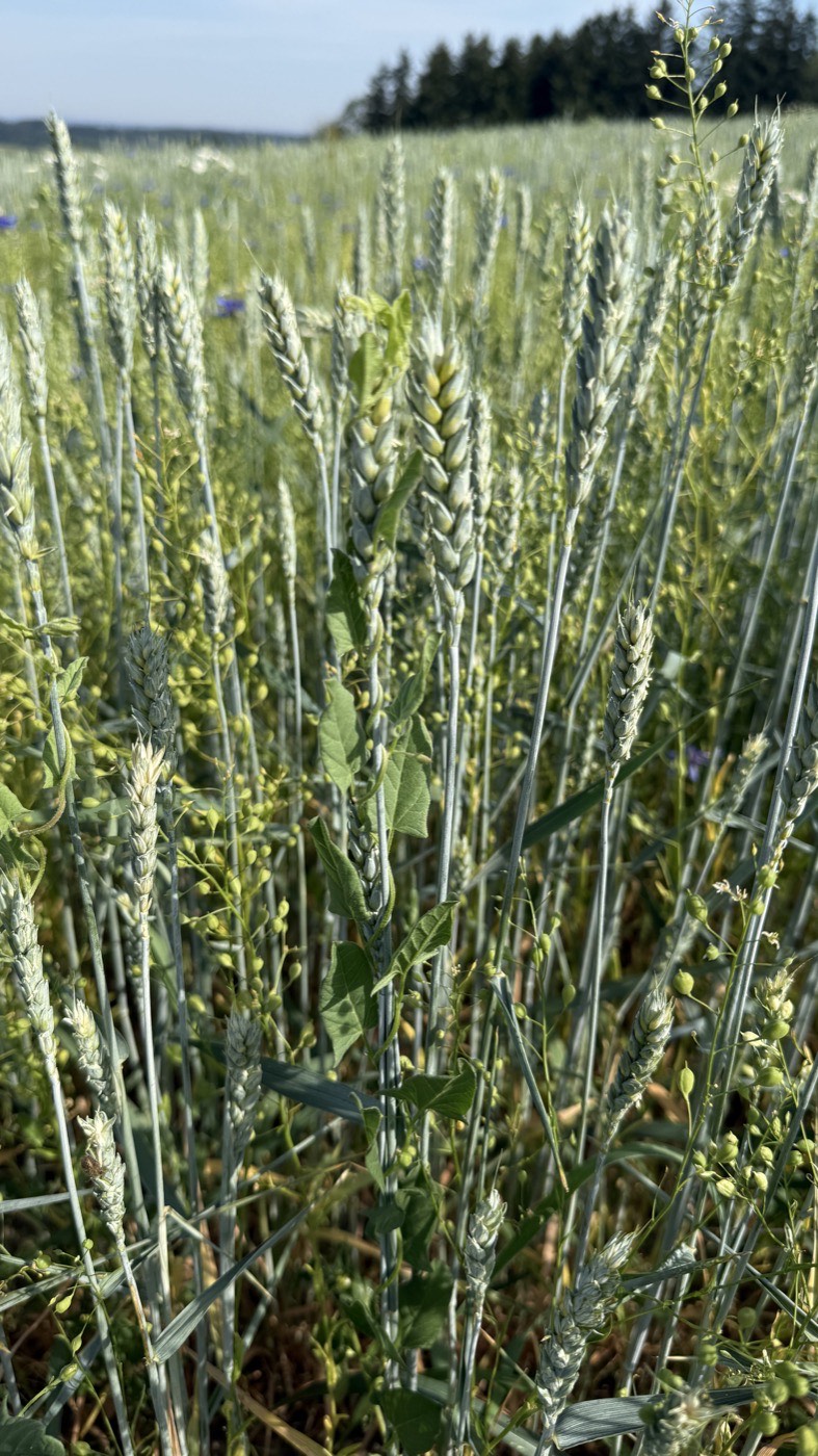 Undersowing by drone