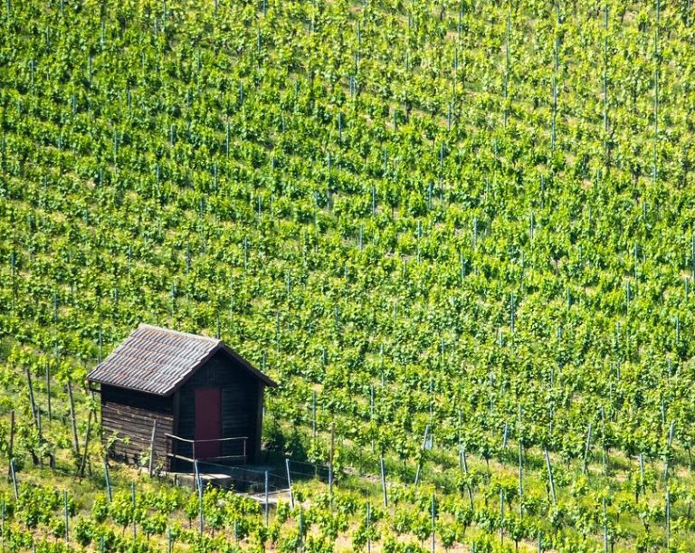 Weinbau mit Drohne